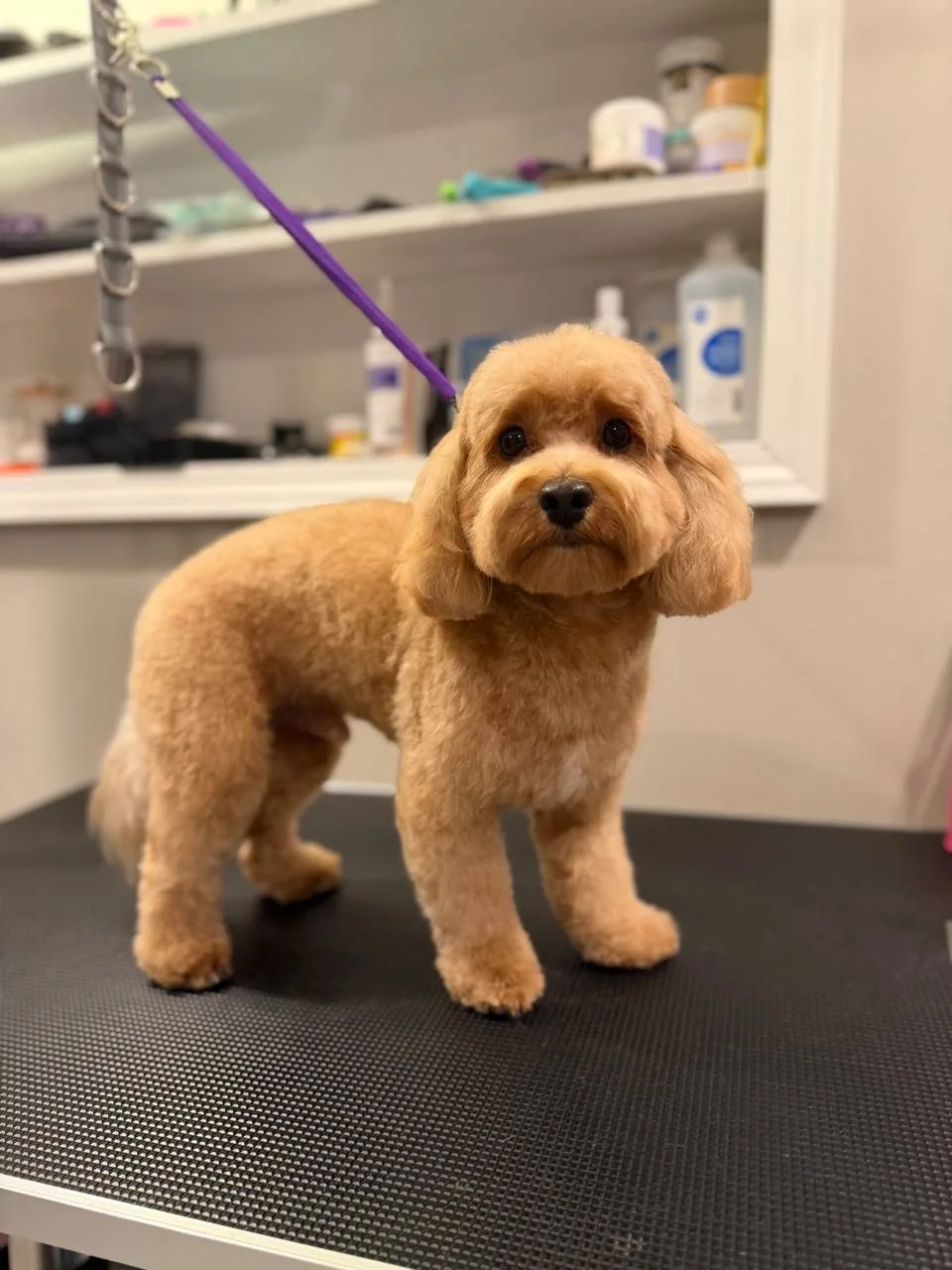 Jane Grooming portfolio — apricot doodle