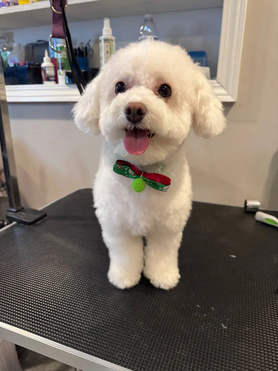 Dog after grooming