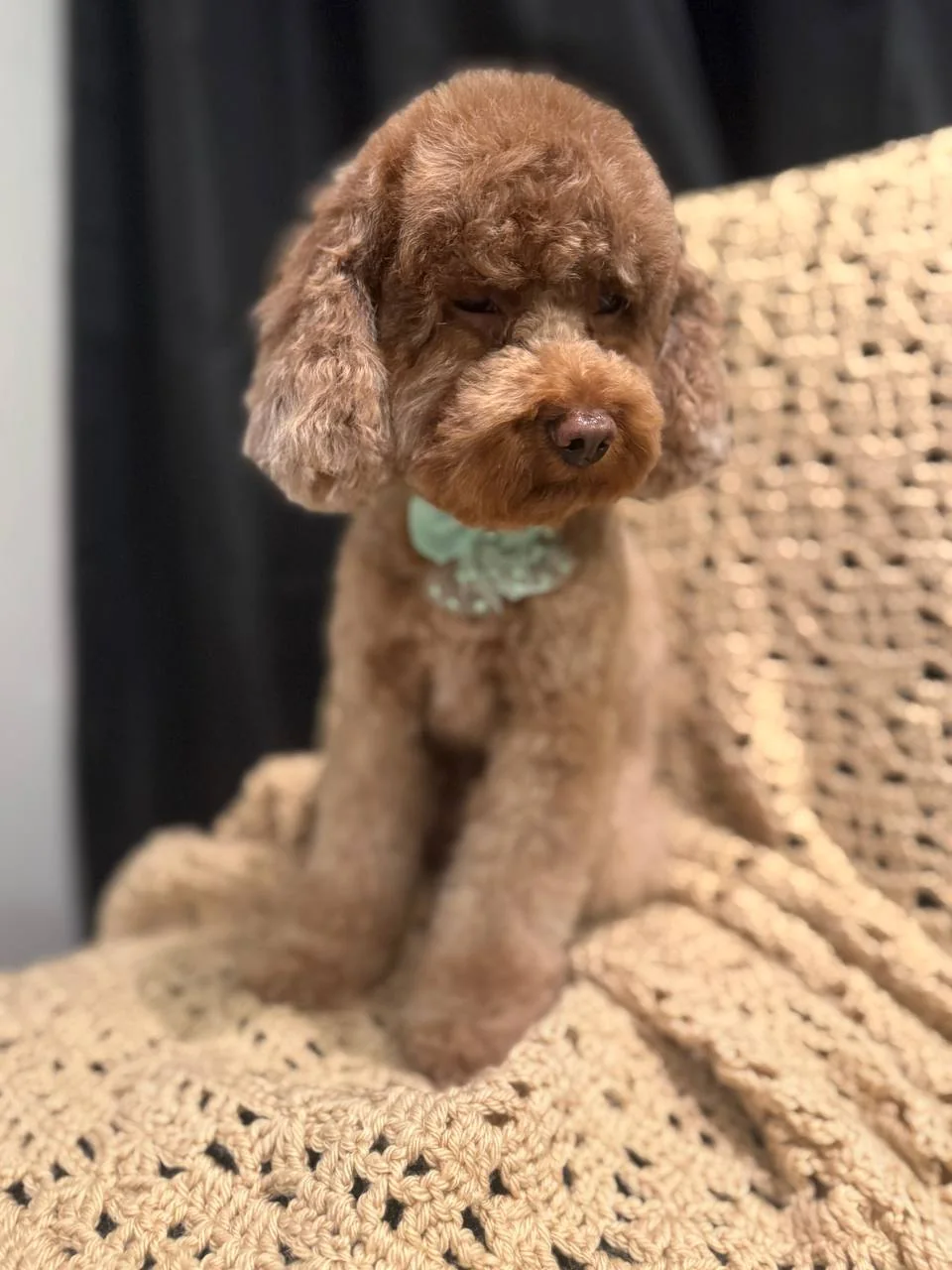 Jane Grooming portfolio — brown poodle