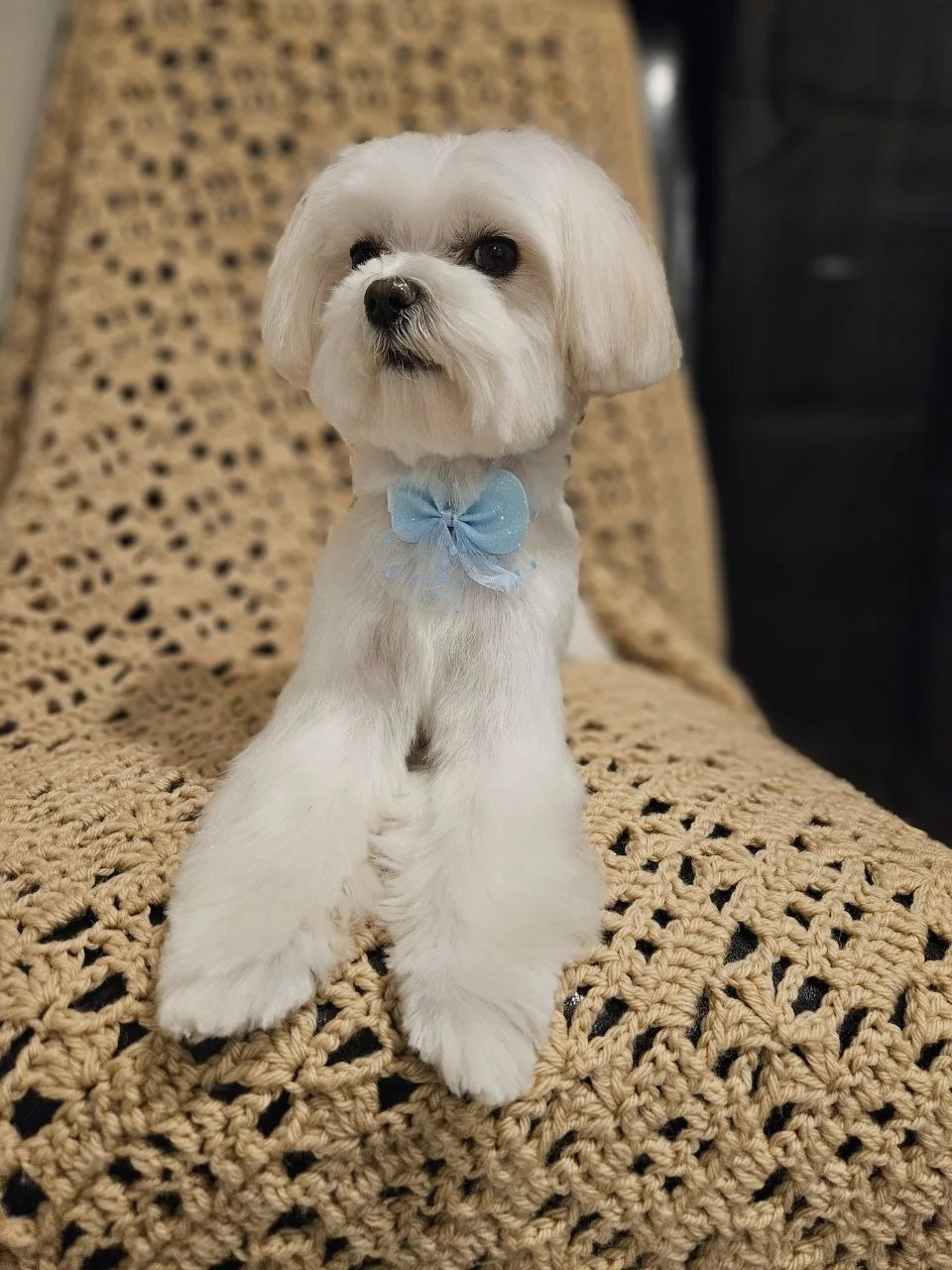 Jane Grooming portfolio — white Maltese