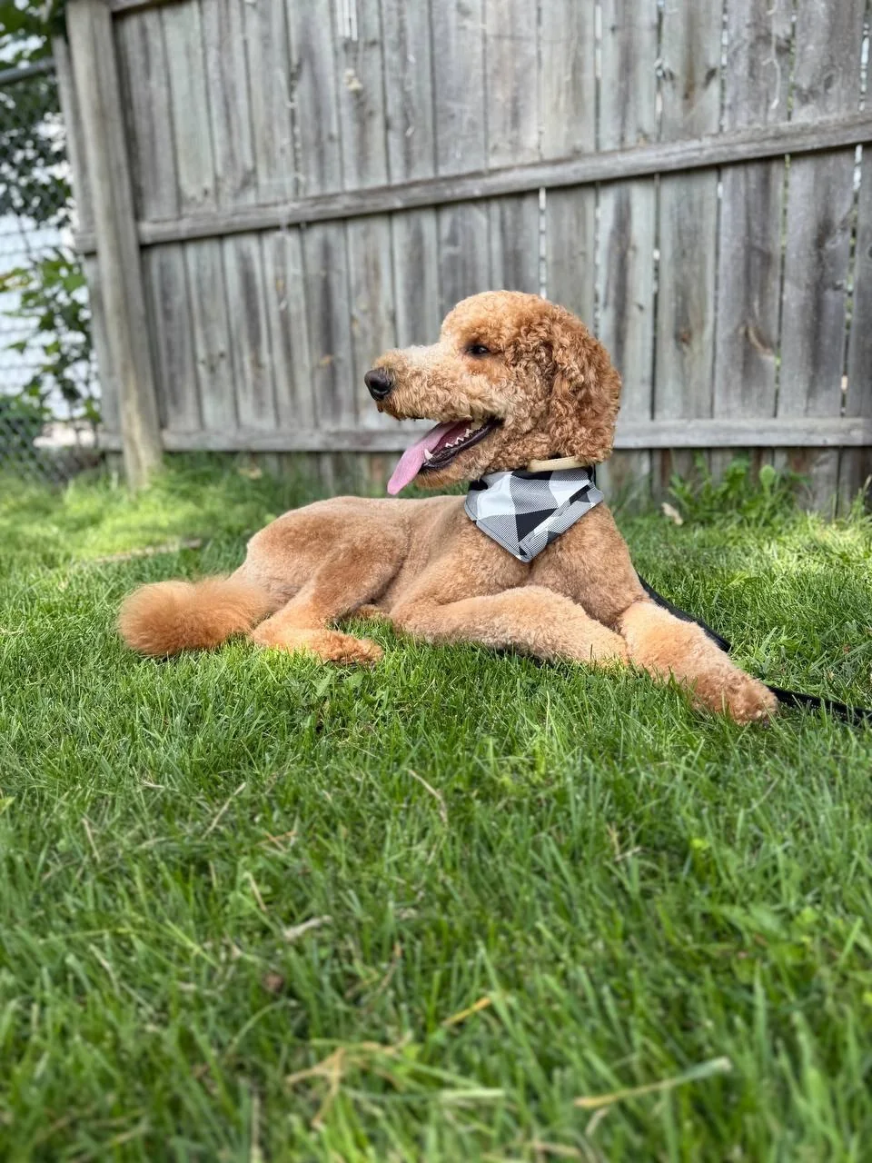 Jane Grooming portfolio — standard poodle outdoors