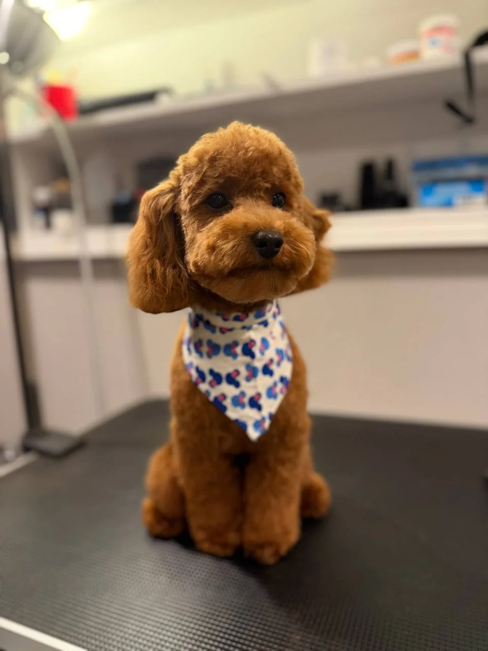 Jane Grooming portfolio — toy poodle